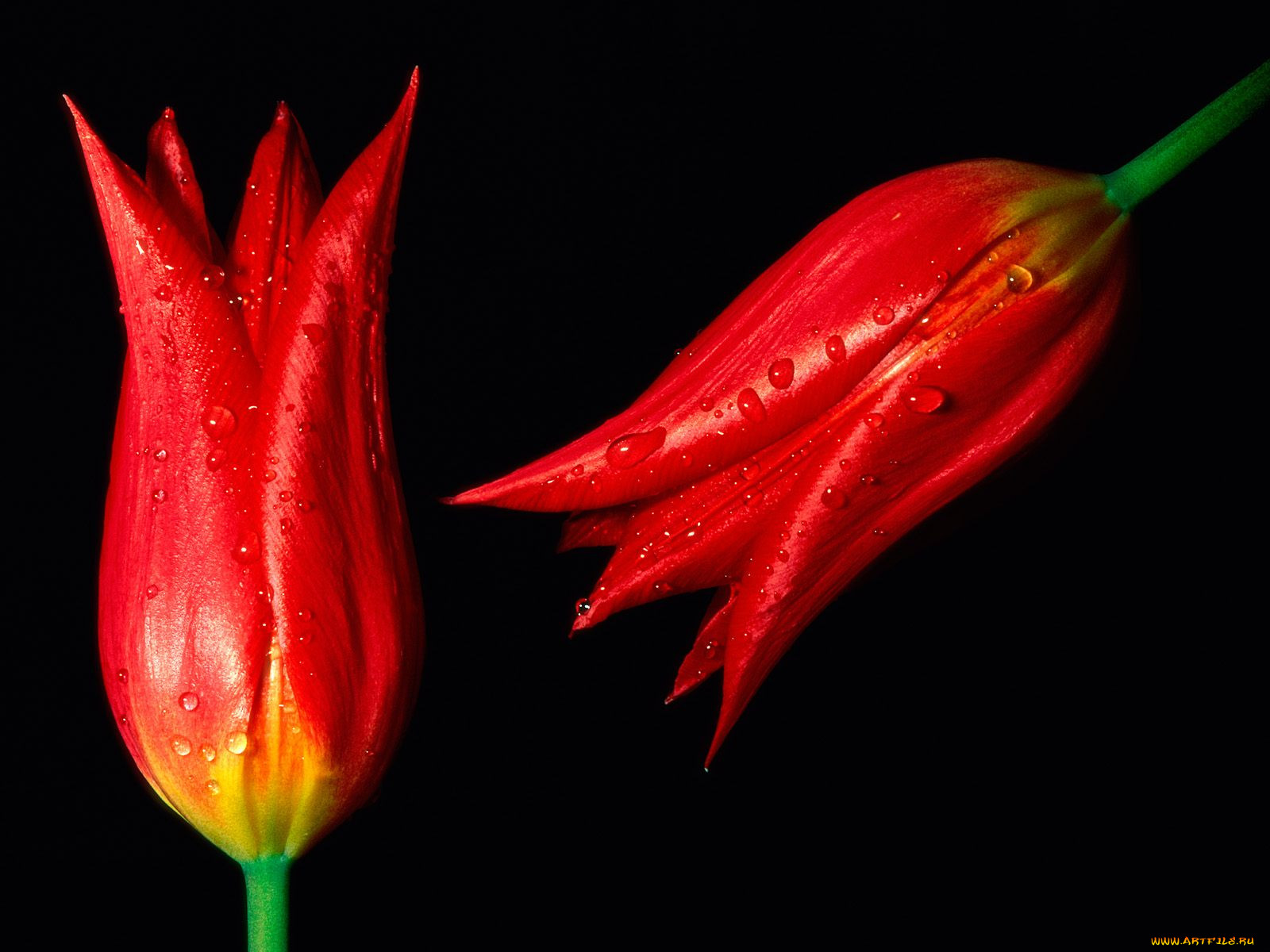 look, ahead, to, spring, , 